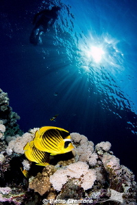 Butterfly fishes with sunburst by Pietro Cremone 